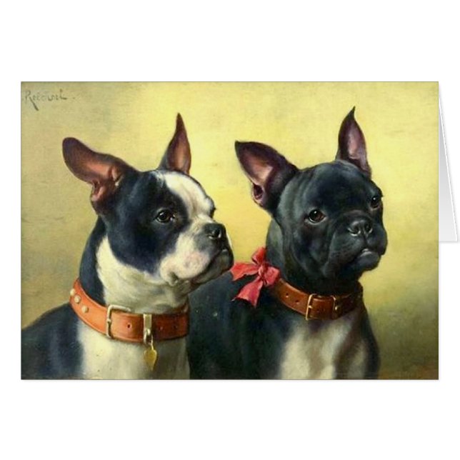 Cru - portrait des chiens de Boston Terrier, (Devant horizontal)