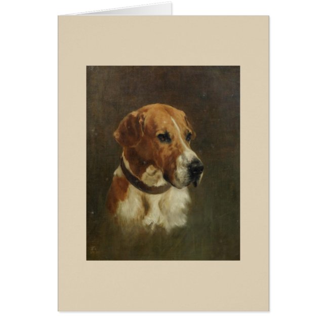 Cru - portrait d'un chien de fox-hound, (Devant)