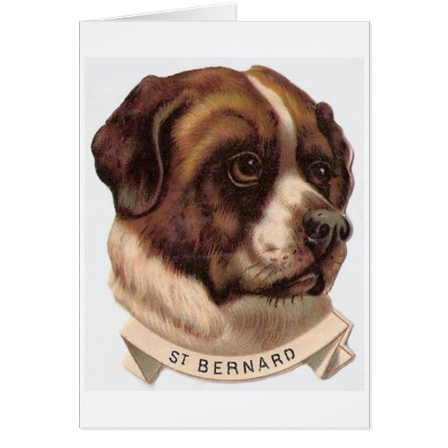 Cru - portrait d'un chien de St Bernard, (Devant)