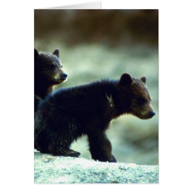 Cubes de l'ours noir (Devant)