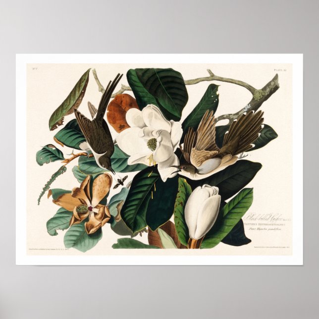 Cuckoo à bec noir par Audubon Poster (Devant)