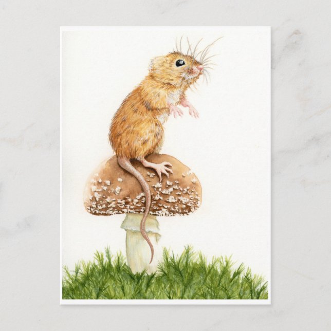 Curieuse petite souris sur carte postale de champi (Devant)