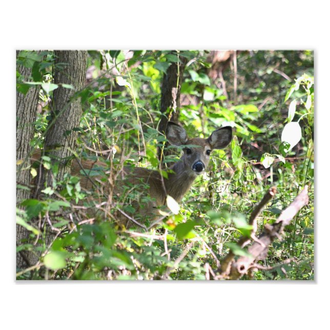 Curieuse photo de cerf blanc (Devant)