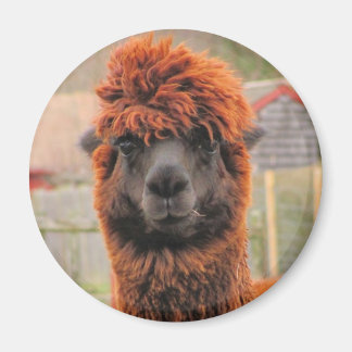 Curieux Alpaca ~ aimant