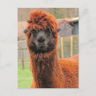 Curieux Alpaca ~ carte postale