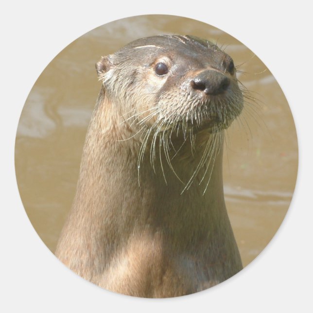 Curieux Autocollant Otter (Devant)