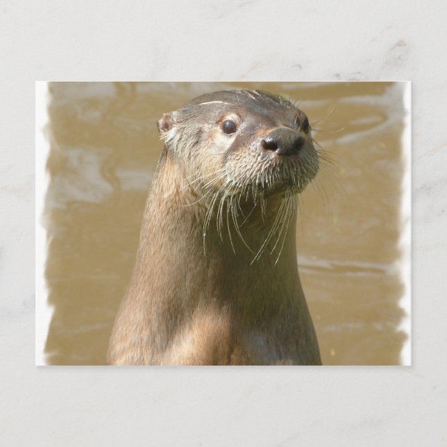 Curieux Carte postale Otter (Devant)