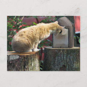 Curieux Chat, carte postale