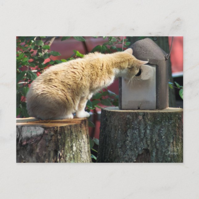 Curieux Chat, carte postale (Devant)