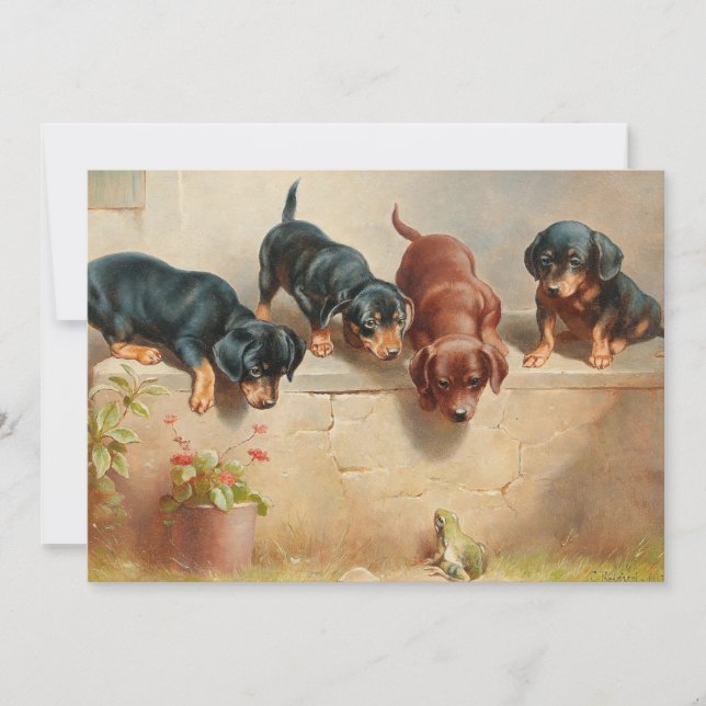 Curieux Chiots Dachshund | Carl Reichert (Devant)