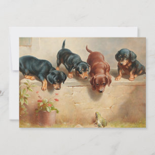 Curieux Chiots Dachshund   Carl Reichert