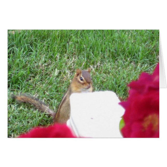 Curieux Chipmunk (Devant horizontal)