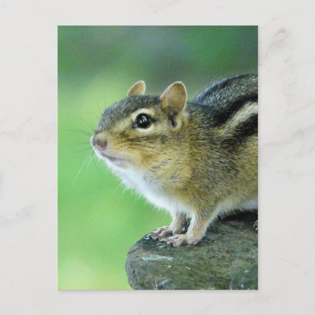 Curieux Chipmunk carte postale (Devant)