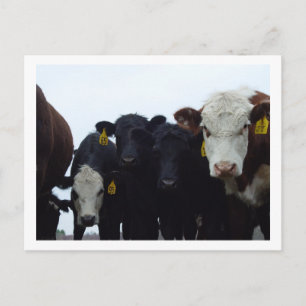 Curieux Cows 9 Carte postale