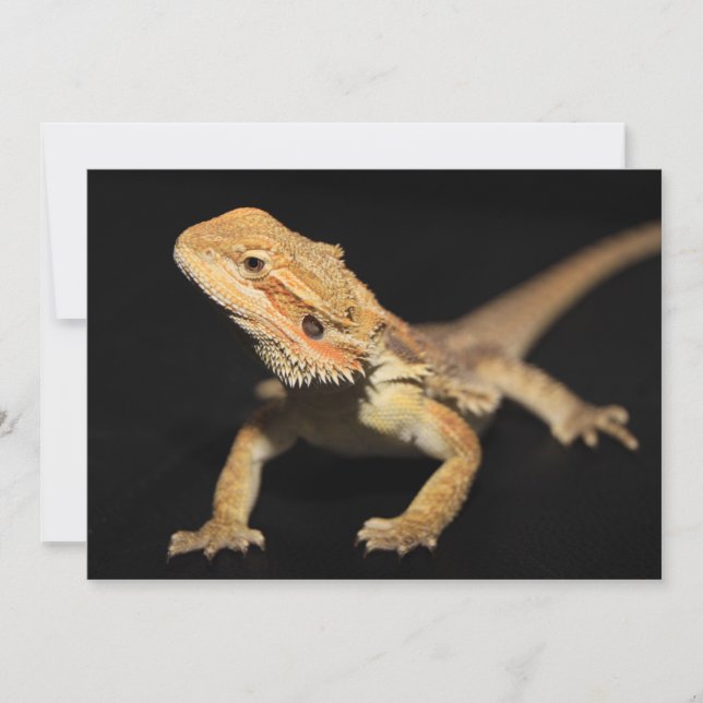 Curieux Dragon À Portes 3 (Devant)