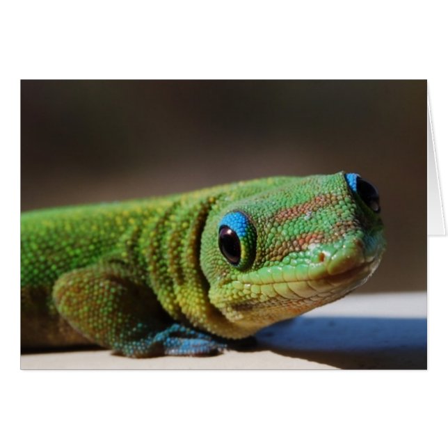 Curieux Gecko (Devant Horizontal)
