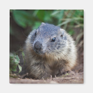 Curieux Magnet de marmotte de bébé