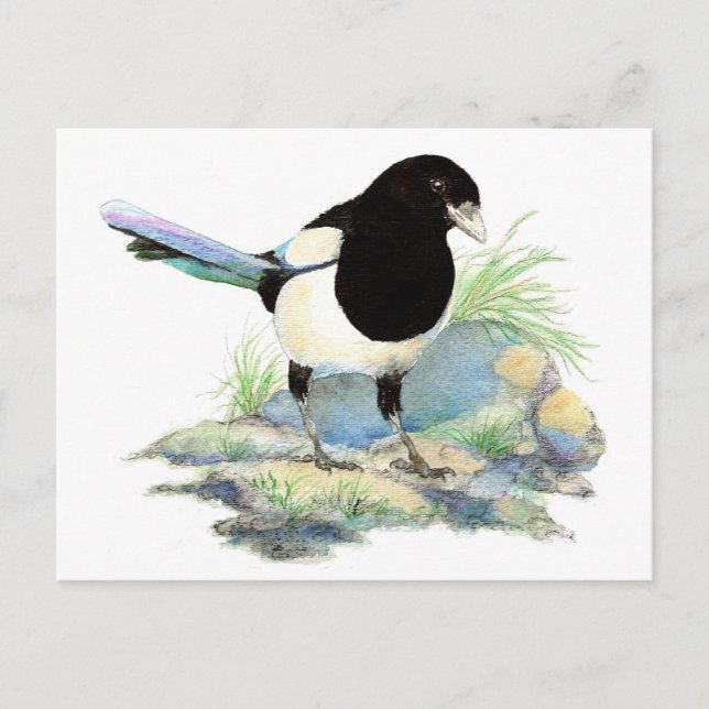 Curieux Magpie carte postale (Devant)