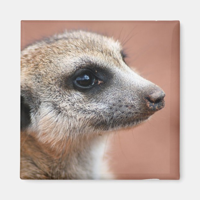 Curieux Meerkat Magnet Carré (Devant)