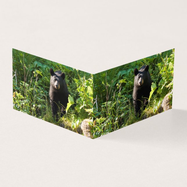 Curieux ours noir (Outside)