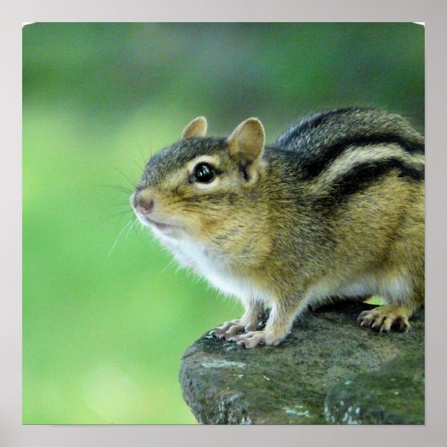 Curieux Poster Chipmunk (Devant)
