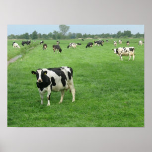 Curieux Poster de vaches laitières néerlandaises I