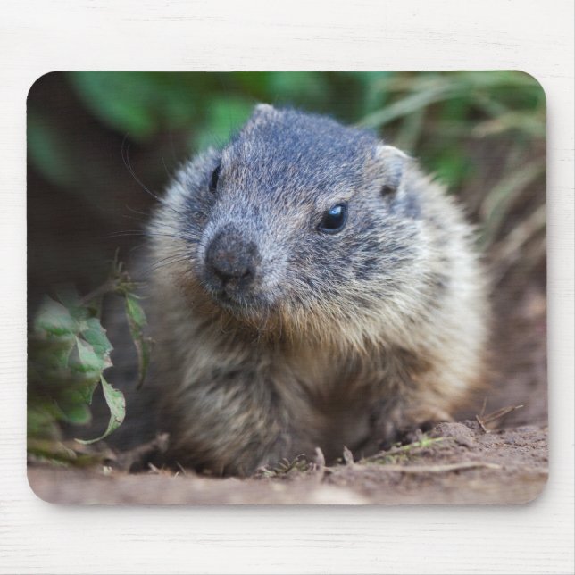 Curious Baby Marmot Tapis de souris (Devant)