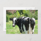 Curious Cow Numéro 52 est de regarder carte postal (Devant / Derrière)
