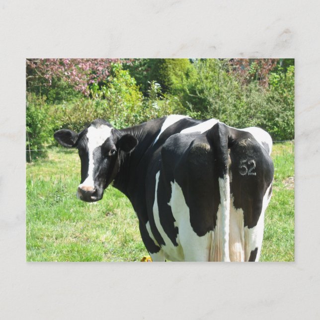 Curious Cow Numéro 52 est de regarder carte postal (Devant)
