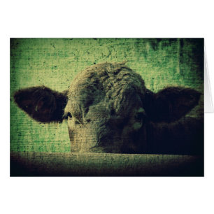 Curious Cow Toute occasion Blank Grey Card