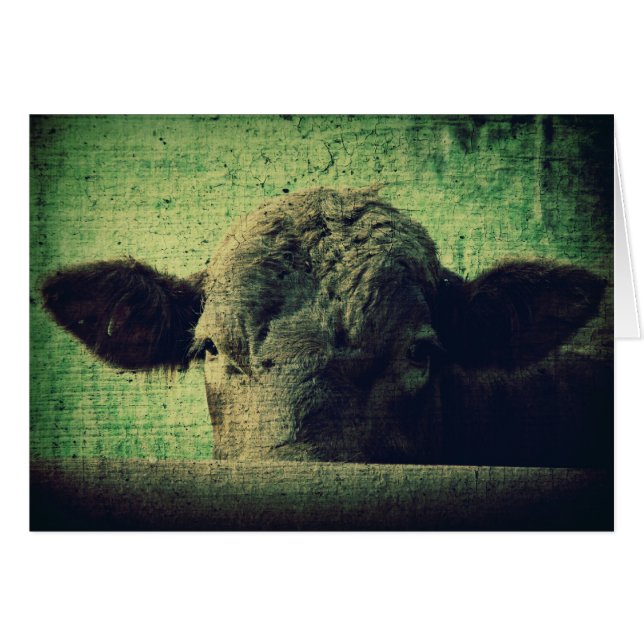 Curious Cow Toute occasion Blank Grey Card (Devant horizontal)
