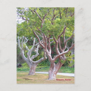 Curvy Gumbo Limbo arbres Forida carte postale