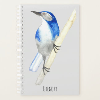Custom California Scrub Jay