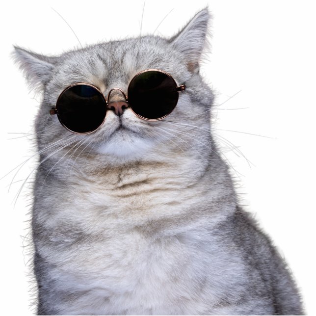 Custom Pet Cat Photo Sculpture Cutout (Devant)