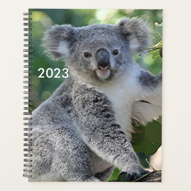 Cute Australian koala planner 2023 (Devant)