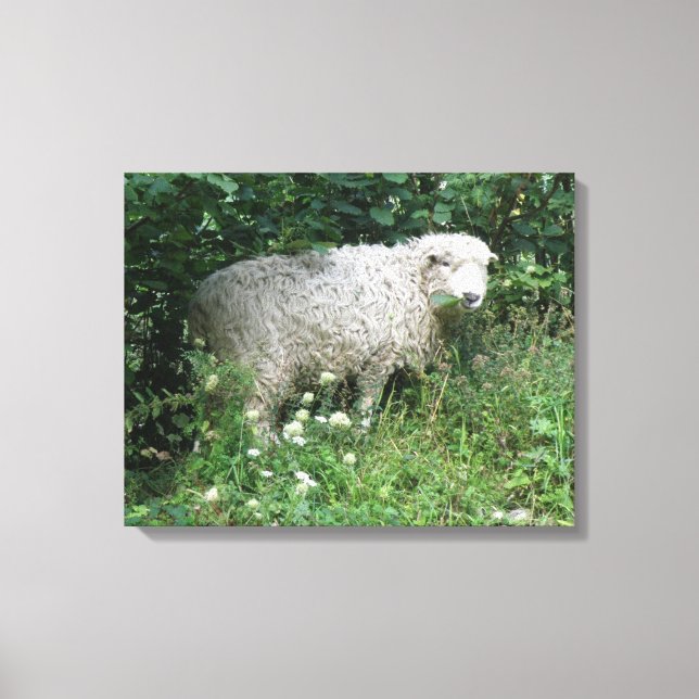 Cute Blanc Fluffy Sheep Manger toile Imprimer (Recto)