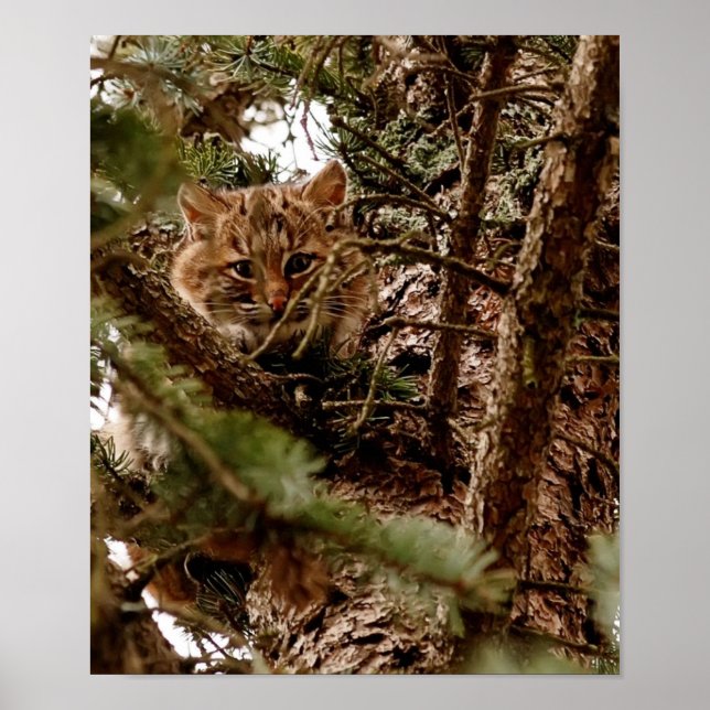 Cute Bobcat Kitten in a Tree Poster (Devant)
