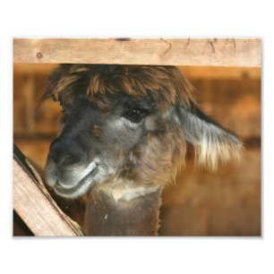 Cute Brown Llama 10x8 Poster de animal de ferme
