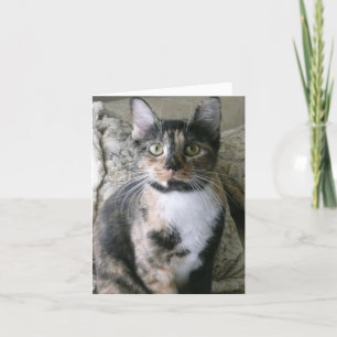 Cute Calico Chat, Purrfect Carte Anniversaire