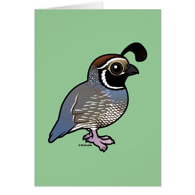 Cute California Quail (Devant)