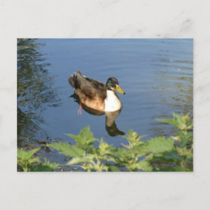 Cute canard de natation do-it-yourself carte posta