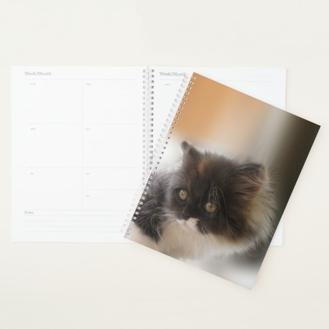 Cute chat (Devant avec enveloppe)