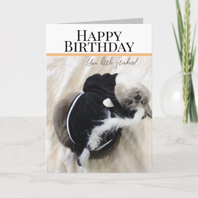 Cute Chat En Costume De Skunk Carte De Voeux Anniv (Devant)