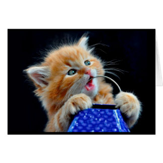 Cute chaton à mâcher.