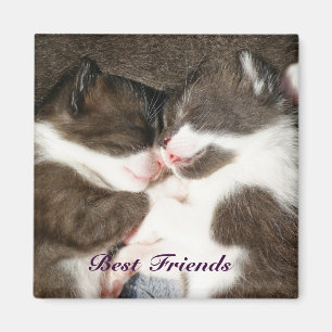Cute chatons meilleurs amis aimant personnalisable