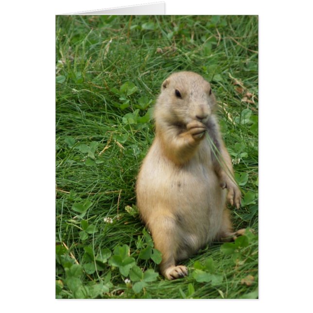 Cute chien des Prairies debout et manger (Devant)