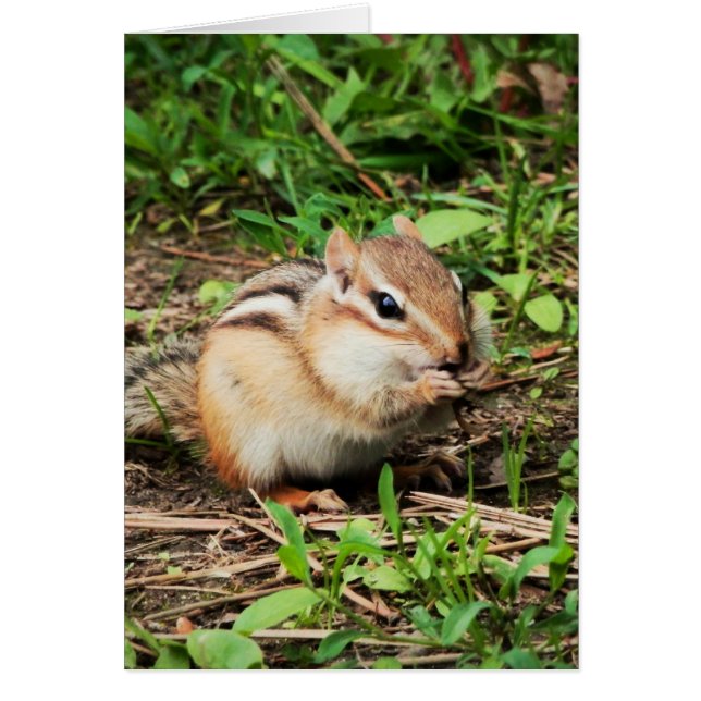 Cute Chipmunk (Devant)