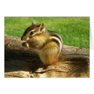 Cute Chipmunk