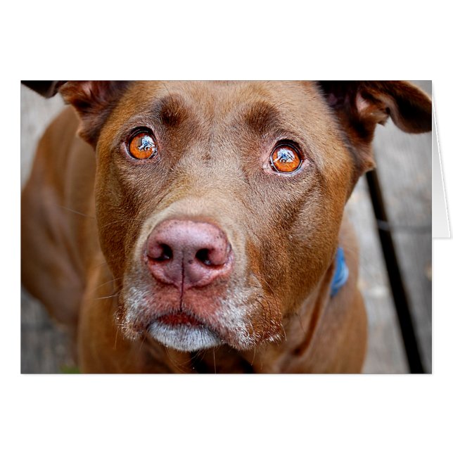 Cute chocolat Lab Pit Mix Chien 7 (Devant horizontal)