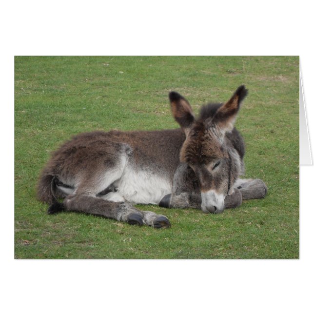 Cute chocolate donkey baby foal asleep (Devant horizontal)